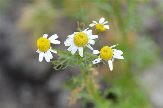 Matricaria chamomilla